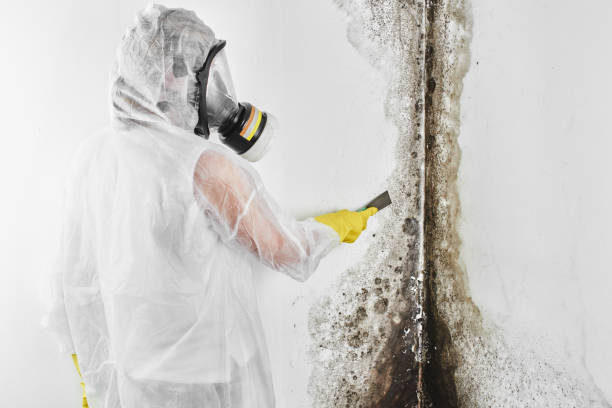 Best Bathroom Mold Remediation in Corydon, IA