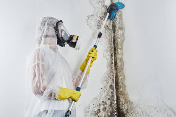Best Attic Mold Remediation in Corydon, IA