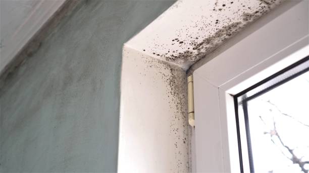 Best Residential Mold Remediation in Corydon, IA
