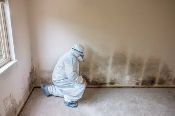 Best Residential Mold Remediation in Corydon, IA
