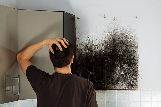 Best Insurance-Related Mold Remediation in Corydon, IA